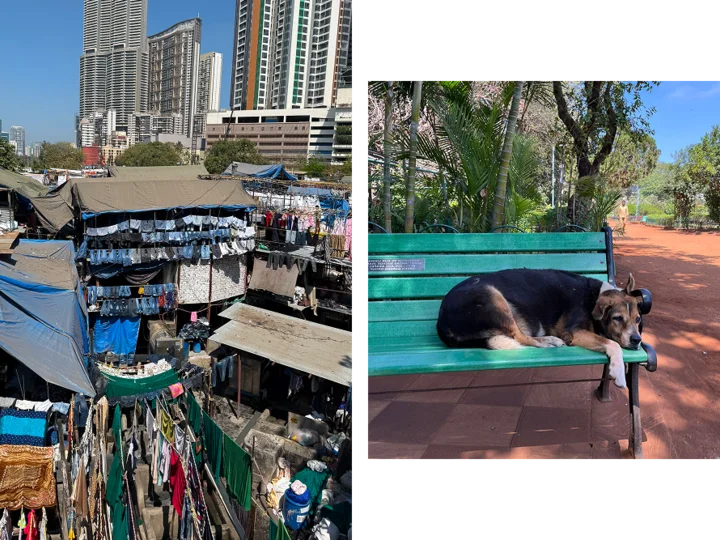 Two images next to each other - one of Dhobi Ghat outdoor laundry with clothes drying from rope and the other a black dog sleeping on a teal painted bench