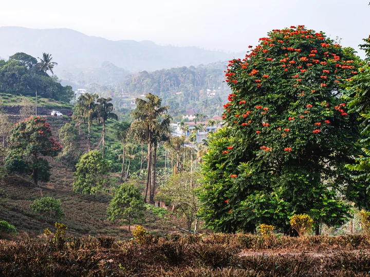 Misty mountains backdrop, big bushes with pink/red flowers