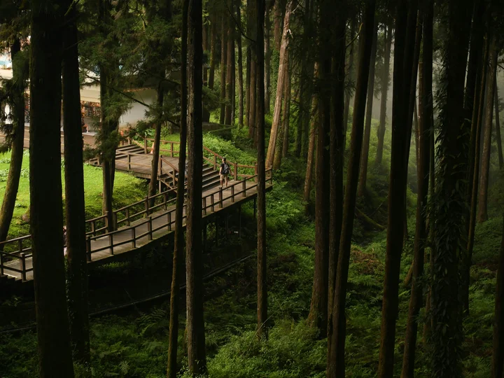 A forest with a boardwalk trail
