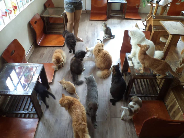 Ailu Cat Cafe