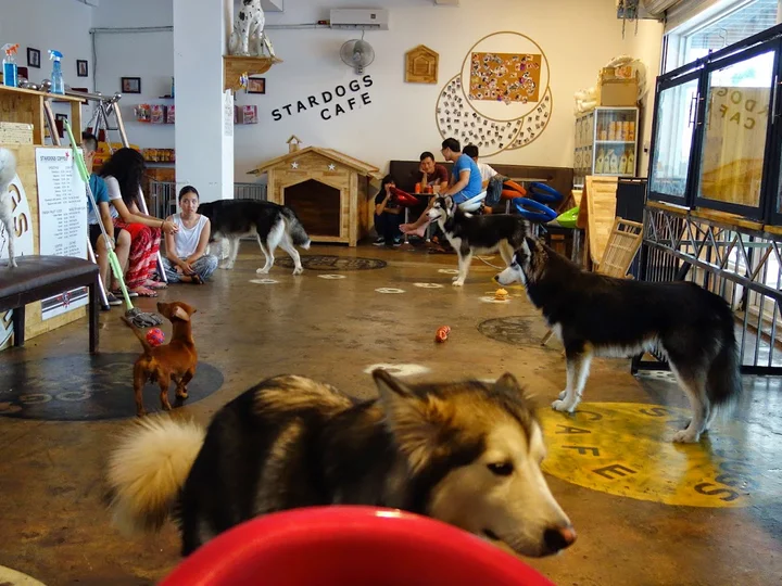 Dog Cafe