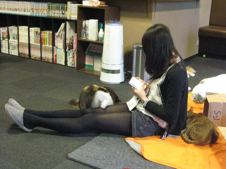 Japanese Cat Cafe