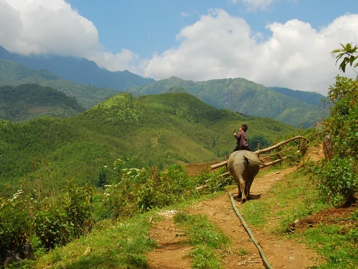 Child riding a buffalo in the highlands of Sapa