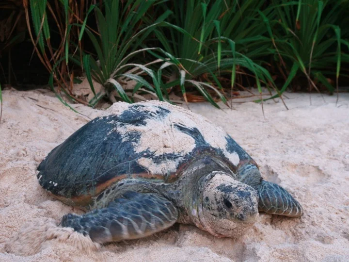 Turtle_[85-ORIGINAL]