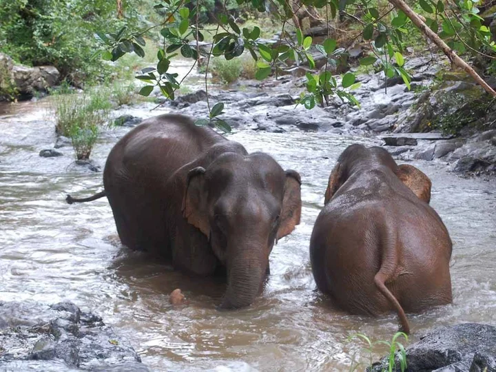 Elephants bathing