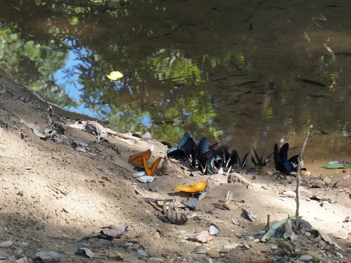 Butterflys