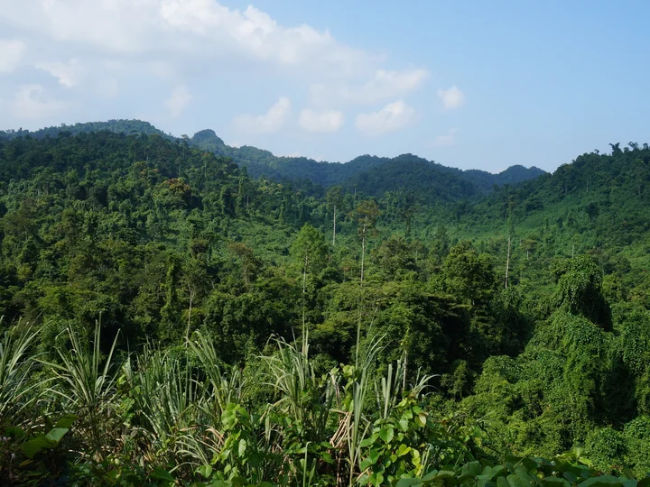 Phong Nha National Park has extensive areas of untouched forest