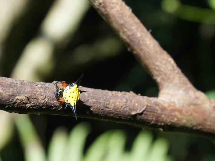 Spikey Spider