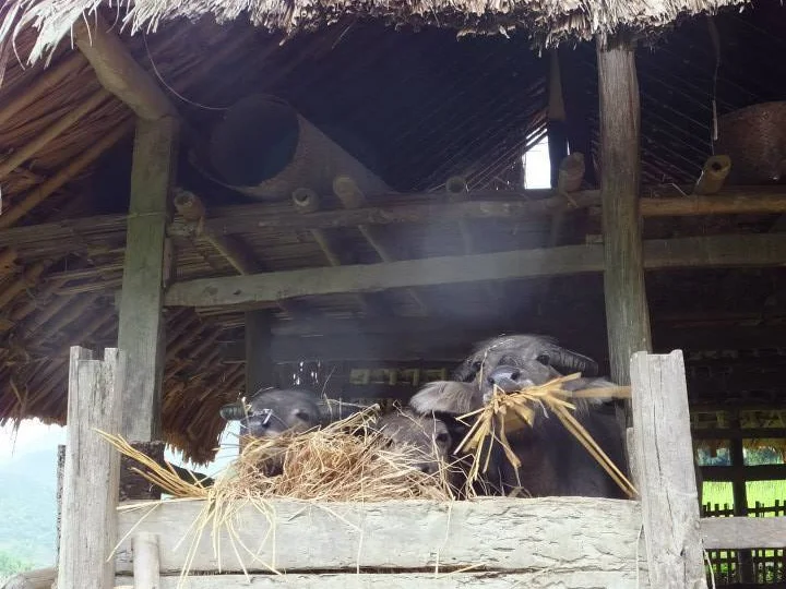 Buffalo