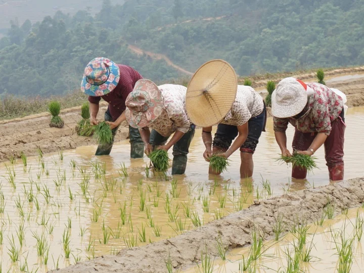 Ladies planting up the rice terrace