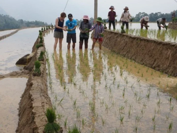 Mr Tien helping me to separate the rice seedlings ready for planting