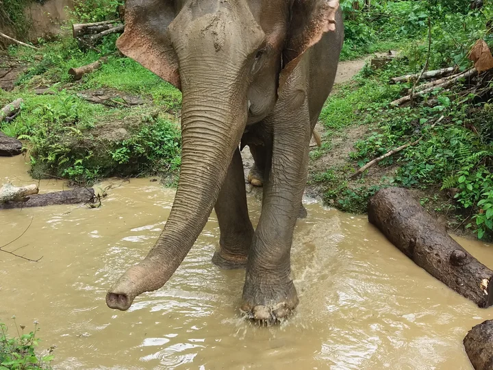 Elephant in Northern Laos