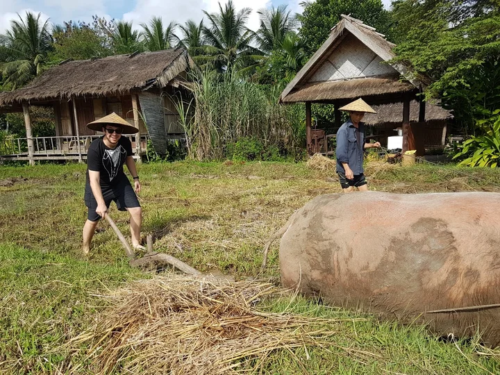 Buffalo farm in Laos