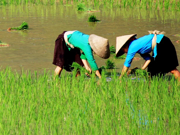 Rice terrace Vietnam