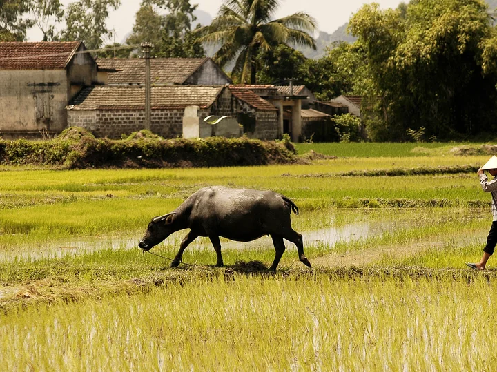 Mekong Delta rice terraces, Vietnam