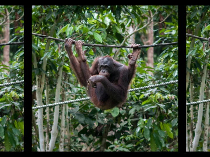 orangutan