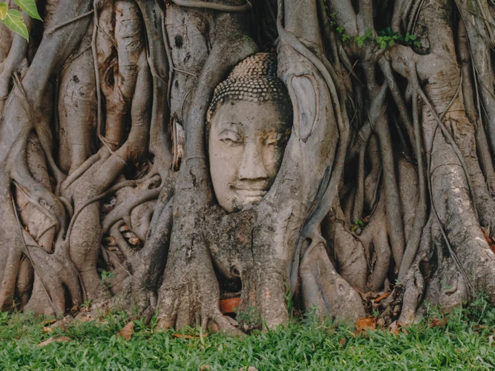 Buddha statue peeks through Banyan tree roots in Ayutthaya historical park