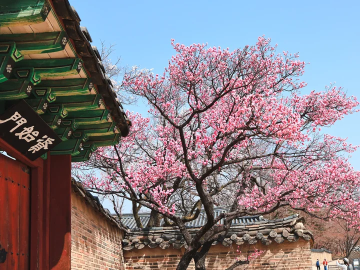 soyoung-han-VoY1Pn8ev08-unsplash-SPRING