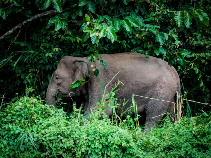 Borneo-Kinabatangan-River-Wildlife-River-Safari-on-Kinabatangan-River-Rob-Hampson-Unsplash