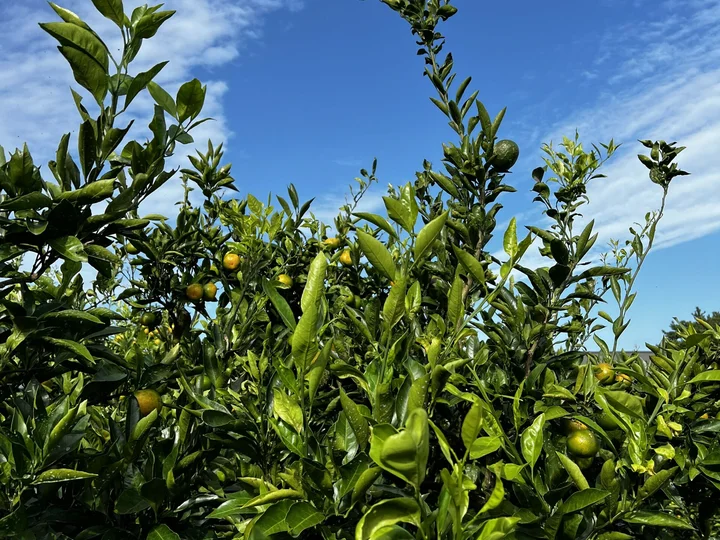 Jeju tangerine