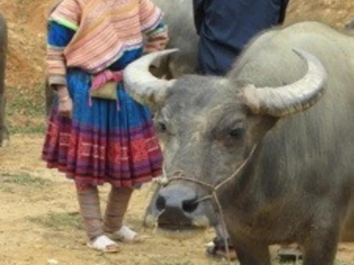 Buffalo at the market