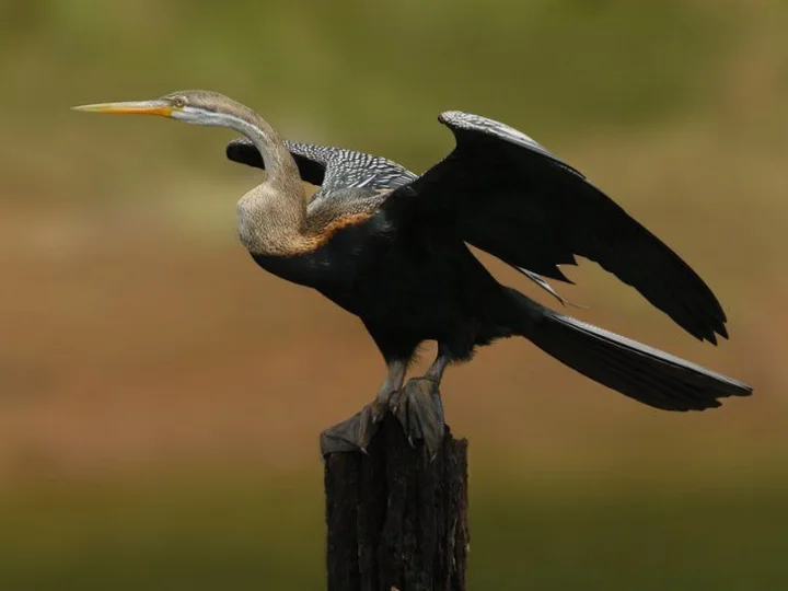 Snakebird