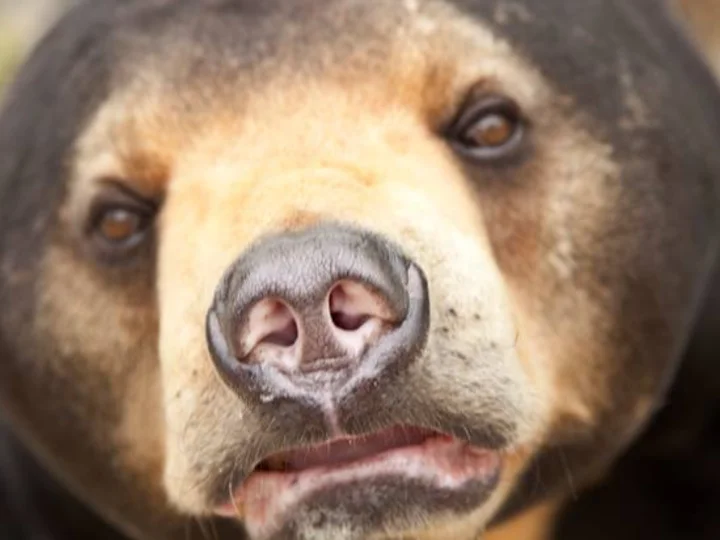 A rescued bear at Phnom Tmao