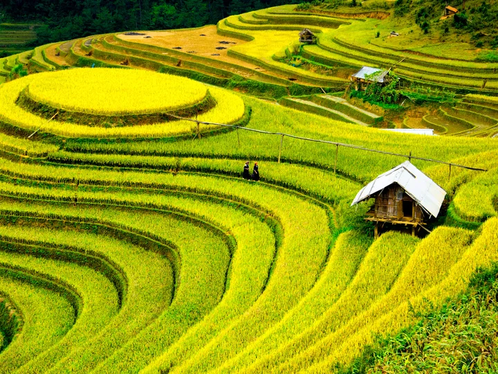 Sapa rice terraces, VIetnam
