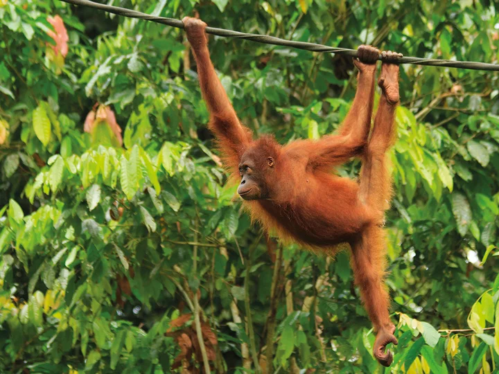 orangutan borneo