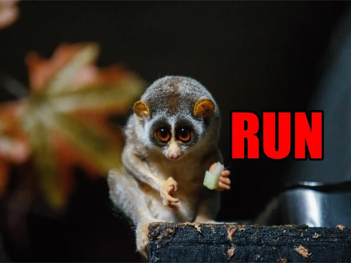 dangerous animals in borneo slow loris