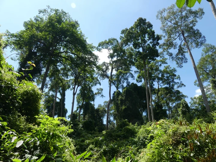 Danum Valley Rainforest