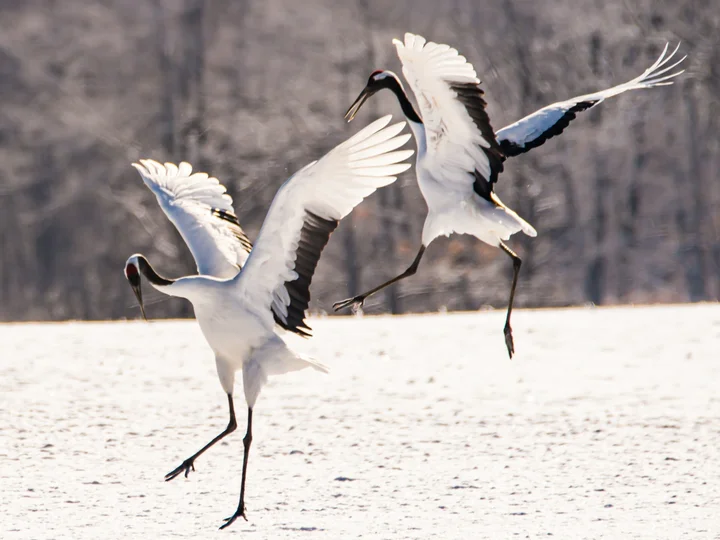 Japan winter wildlife
