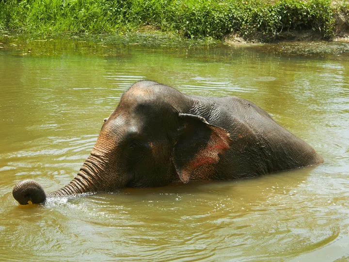 elephant tourism in Thailand