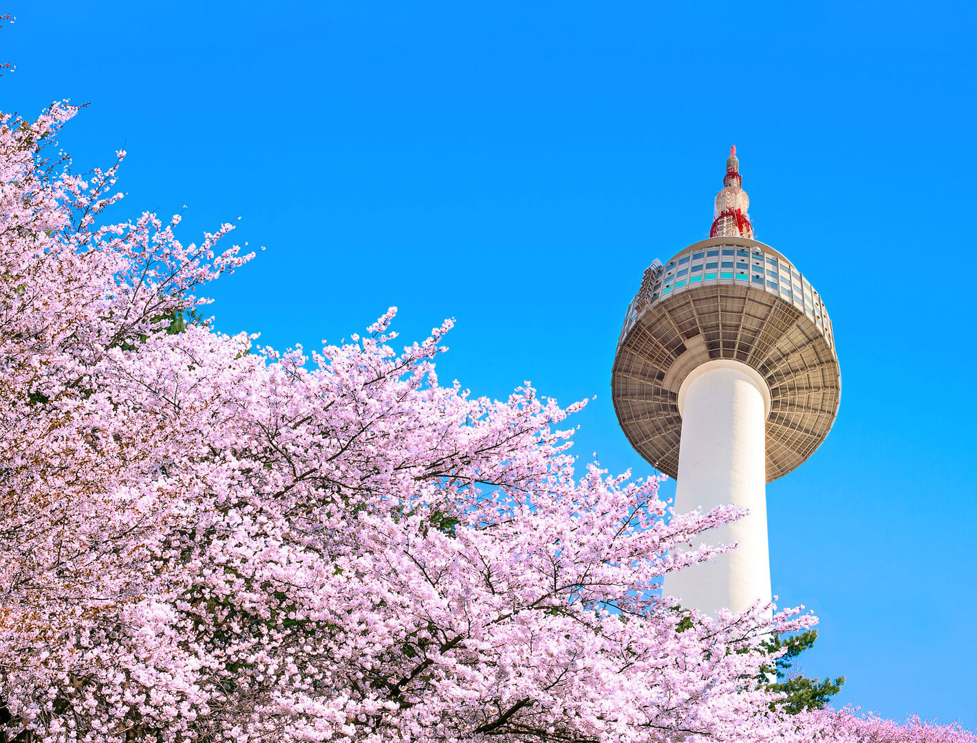 Beautiful cherry blossom trees with Seoul Tower in the background against vibrant blue sky