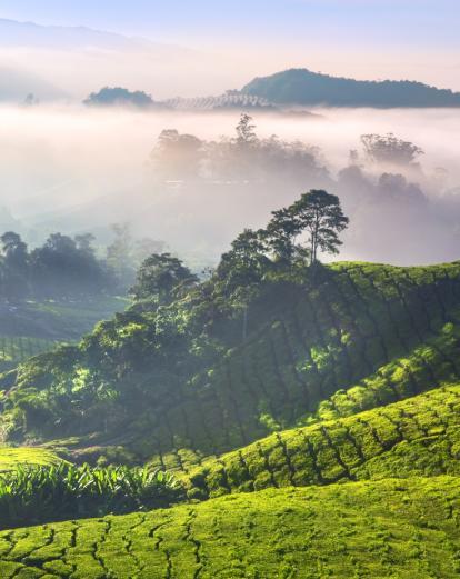 View over Cameron Highlands