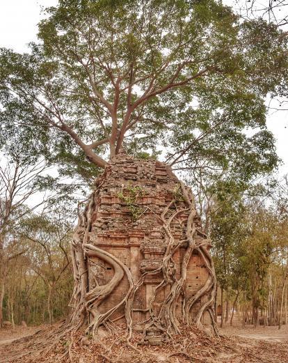 The jungle reclaiming ancient temples at Sambor Prei Kuk