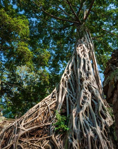 Tree roots around an ancient temple in Cambodia