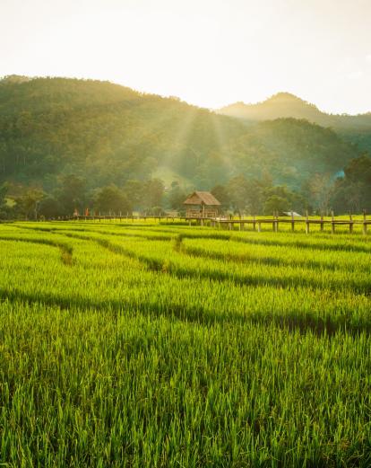 Rice fields at Pai, Mae Hong Son, Thailand