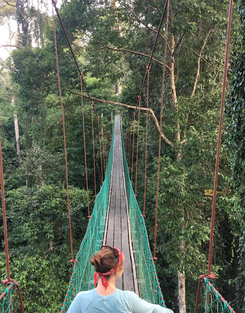 Canopy walkway in Danum Valley
