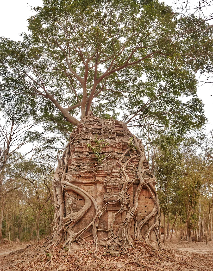 The jungle reclaiming ancient temples at Sambor Prei Kuk