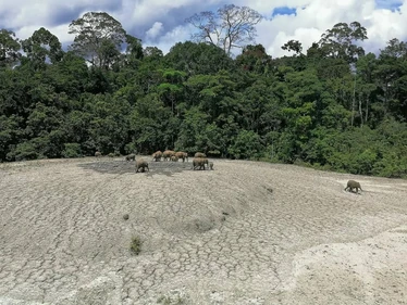 Wildlife trekking in Tabin 