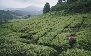 Tea plantations in Cameron Highlands