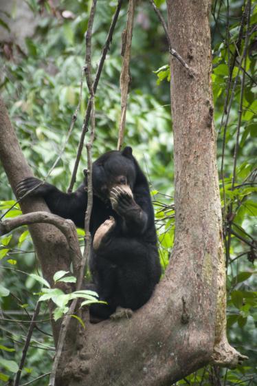 Sun Bear in Sepilok