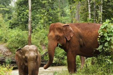 Elephants in Mondulkiri