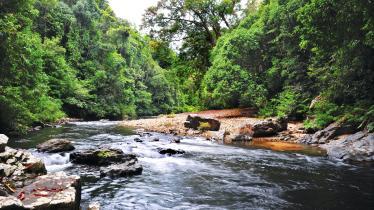 River in Taman Negara