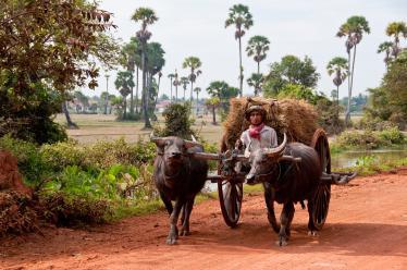 Buffalo cart in village near Siem Reap
