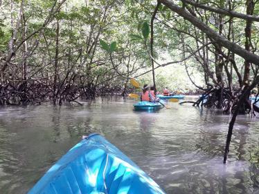 Kayaking in the mangroves in Langkawi