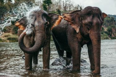 Elephants washing in the river