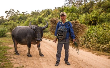 Buffalo on banks of Mekong