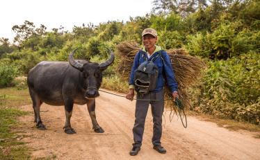 Buffalo on banks of Mekong